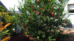 215457980_Punica_granatum___AWP_20250701.thumb.JPG.99d2b487a1fe8870a1679d024e75465d.JPG