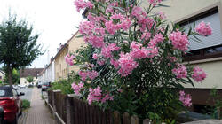 314787176_Nerium_oleander_.thumb.JPG.f2b9f69de4a7b1cc803b77bf17ebe47d.JPG