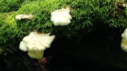 331666583_07-25-26-(2).thumb.jpg.72d9bdf9e7fd4bd8d48bb0c021475c8f.jpg
