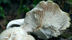 360306786_Neolentinus_lepideus___20250706.thumb.JPG.f43a96b43272f587bb72f3118e89ed94.JPG