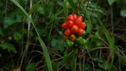 362480288_Arum_maculatum___AWP_20250714.thumb.JPG.bf40d121ee02b283490ea4b03b92ff19.JPG