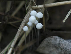 387307126_1400_DSC7152Hemimycena.thumb.jpg.5dcca3f98b59ca922872546b8265ef9f.jpg