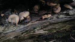 39222862_07-25-12(3).thumb.jpg.0090a565ba6ee89b18e827ae23d34ad8.jpg