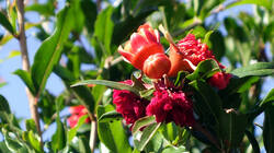 448507746_Punica_granatum___AWP_20250704.thumb.JPG.3df3fa312aba4be540272f1e83d7b003.JPG