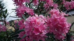 456768120_Nerium_oleander__AWP_2025_0627.thumb.JPG.520069e88af1f87b52294f9aa1b58c73.JPG