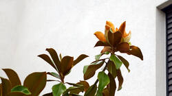 748323988_Magnolia_grandiflora____20250706.thumb.JPG.d08eea6ac12a8c1ae9ca0e2e6347af3f.JPG