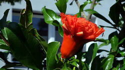 766768627_Punica_granatum___AWP_20250704_1.thumb.JPG.a206ecc529bbeef045768ded95834c22.JPG