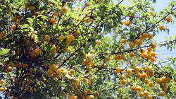 81937143_Prunus_domestica__.thumb.JPG.a4477e87b503f07630397eac47ffdbbf.JPG