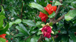 861671707_Punica_granatum___AWP_20250706_3.thumb.JPG.17c9677401b2e20983e7f2512bd60119.JPG