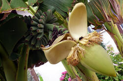 890199514_Musa_basjoo____2025_0706.thumb.JPG.31d8faefa08759373feeb68ab38c7d71.JPG