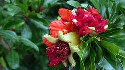 991971096_Punica_granatum___AWP_20250706_2.thumb.JPG.9c3a28f8de7b405591d445f180a40f8d.JPG
