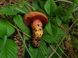 Chalciporus_rubinus_PDN_20210822_1.thumb.jpg.ec59139043d5f05f20b536f9d1d7dbf1.jpg
