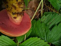 Chalciporus_rubinus_PDN_20210822_2.thumb.jpg.a52866ce64f05bec462207d4b556c6f5.jpg