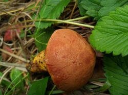 Chalciporus_rubinus_PDN_20210822_3.thumb.jpg.79a22d4ae7a0e3896952476f3e5e42c8.jpg
