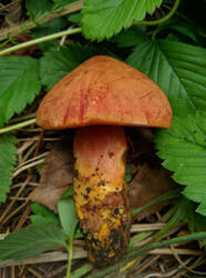 Chalciporus_rubinus_PDN_20210822_4.thumb.jpg.98b25ba701812f833ddc38cd1c6c5055.jpg