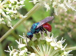 Chrysis.thumb.JPG.81ad8d7d4b5940acc8e59589dd9dd525.JPG