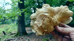 DSC08939.thumb.JPG.d5fe01a6d9eaaa9f321f78801c6bc29d.JPG
