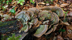 DSC08944.thumb.JPG.bed2966625d070cb97c6be9fe006c159.JPG