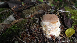 DSC09063.thumb.JPG.b79ca7b9d61a36c3a49964219fa3db75.JPG