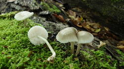 DSC09349.thumb.JPG.31a547fdcb48c5515347f5b287fff6f7.JPG