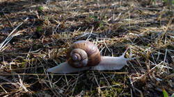 DSC09425.thumb.JPG.305395b07334605b60c419ce228b3cdf.JPG