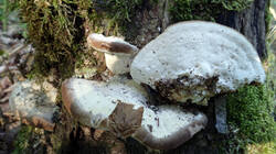 DSC09512.thumb.JPG.c6e8b11c82a7e35f9408182bfb51bd0c.JPG
