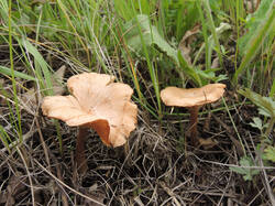 DSCN0619.thumb.jpg.947db1315b62f3eee92c343b0ca3711a.jpg