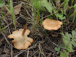 DSCN0621.thumb.jpg.3adb42b0d690cadf127ca7b6c80c20f6.jpg