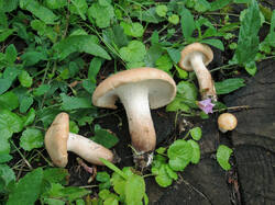 DSCN0751.thumb.jpg.e0c96fa63500490fa57e6a99e1dc59ae.jpg