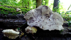 Fomes_fomentarius_AWP_20250716.thumb.JPG.a0f13e01caddf5e08d32db29de9e0c8e.JPG