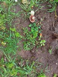 IMG-20250702-WA0000.thumb.jpg.e28b9a8112dec629b8880df85b6d7178.jpg
