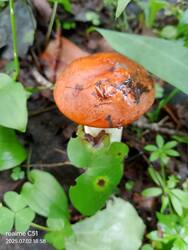 IMG-20250702-WA0006.jpg