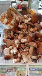 IMG-20250702-WA0007.thumb.jpg.e9efa4a1ffcfb00eb41ffcc34c6a446f.jpg