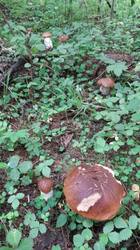 IMG-20250702-WA0008.thumb.jpg.5e082f1d2a986850514ff1112edfcc6c.jpg