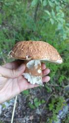 IMG-20250703-WA0026.jpeg