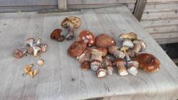 IMG-20250703-WA0028.jpeg