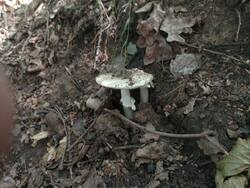 IMG-20250704-WA0182.thumb.jpg.101ffb1c0994dbf7fbc3fc508acf8544.jpg