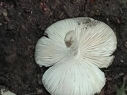 IMG-20250704-WA0184.thumb.jpg.7d46202dfcd89333f4ff808f3e044172.jpg
