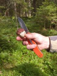 IMG-20250705-WA0002.thumb.jpg.2f4446cf7c9cfee485a17bf06e28afd5.jpg
