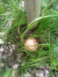 IMG-20250706-WA0001.jpg