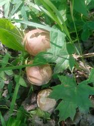 IMG-20250706-WA0005.jpg