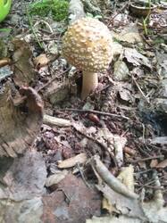 IMG-20250708-WA0206.thumb.jpg.5ac1b5b5ba804cb99154074cb9e02240.jpg