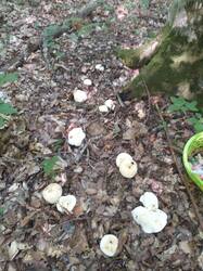 IMG-20250708-WA0211.thumb.jpg.b03a9b9448e929e5c376c7e4cc387935.jpg