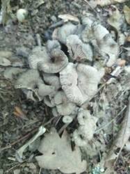 IMG-20250708-WA0215.thumb.jpg.f90c3f33610325cf7fdac477e54730a0.jpg