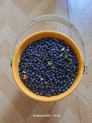 IMG-20250710-WA0012.jpg