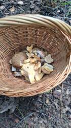 IMG-20250717-WA0000.thumb.jpg.66b3eace21e9671fb5375d1ff5e993b6.jpg