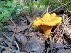 IMG-20250719-WA0003.thumb.jpg.0cfd509184605a1ab1bdbae53213f6f7.jpg
