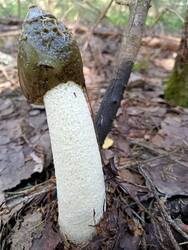 IMG-20250719-WA0005.thumb.jpg.cf11f35638ba5804eb4a4393d9a367eb.jpg