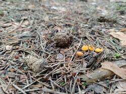 IMG-20250723-WA0015.thumb.jpeg.2acac0d3eec21eca9cd6395eec4ebe03.jpeg