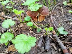 IMG-20250724-WA0000.thumb.jpg.b15d4fe25cff76b2135a7a91424bcdb1.jpg